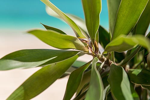 Свадебная фотосессия с аркой на Пхукете